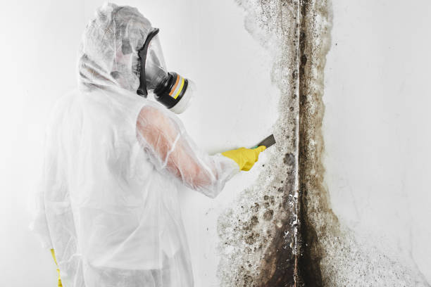 Best Attic Mold Removal  in Country Clu, CA