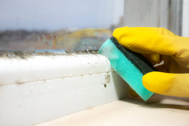 Office Mold Removal Services in Country Clu, CA