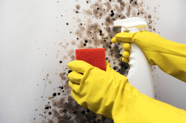 Best Residential Mold Removal  in Country Clu, CA
