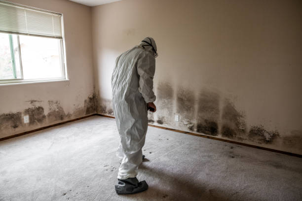 Best Fast Mold Removal  in Country Clu, CA