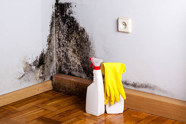 Best Black Mold Removal  in Country Clu, CA